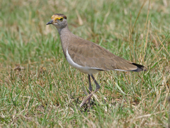 Vanellus superciliosus