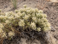 Eremogone franklinii