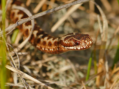 Vipera berus berus