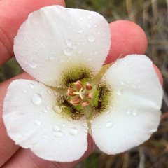 Calochortus howellii