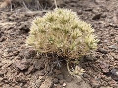 Eremogone franklinii