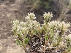 Eremogone franklinii