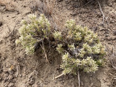 Eremogone franklinii