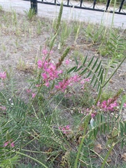 Onobrychis arenaria