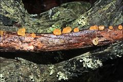 Heterotextus miltinus