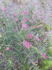 Onobrychis arenaria