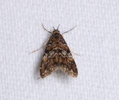 Elophila responsalis