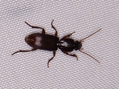 Stenomorphus