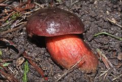 Boletus barragensis