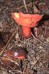 Boletus barragensis