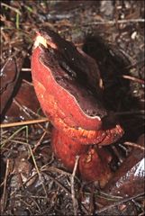Boletus barragensis