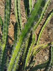 Stenocereus standleyi