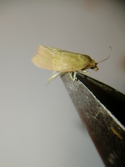 Celypha rufana