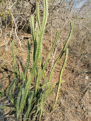 Stenocereus standleyi