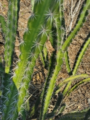 Stenocereus standleyi