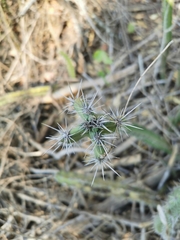 Stenocereus standleyi