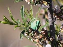 Callophrys chalybeitincta