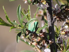 Callophrys chalybeitincta