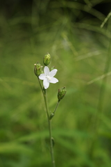 Hibiscus lobatus