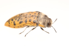 Acmaeodera princeps