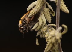 Acmaeodera princeps