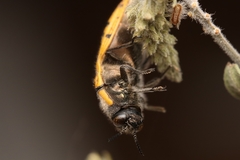 Acmaeodera princeps