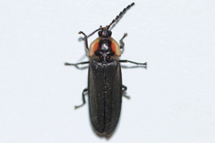 Pyropyga decipiens