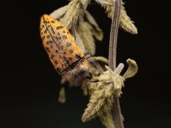 Acmaeodera princeps