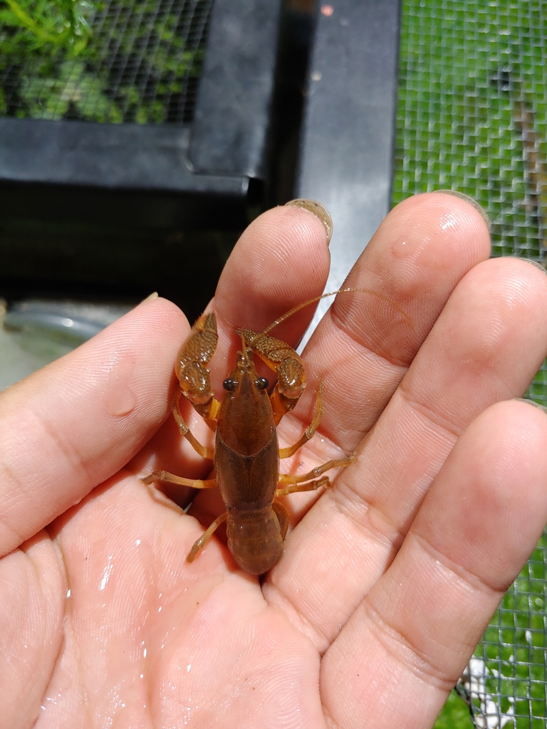 Thornytail Crayfish