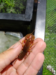 Lacunicambarus acanthura