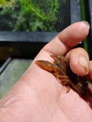 Lacunicambarus acanthura