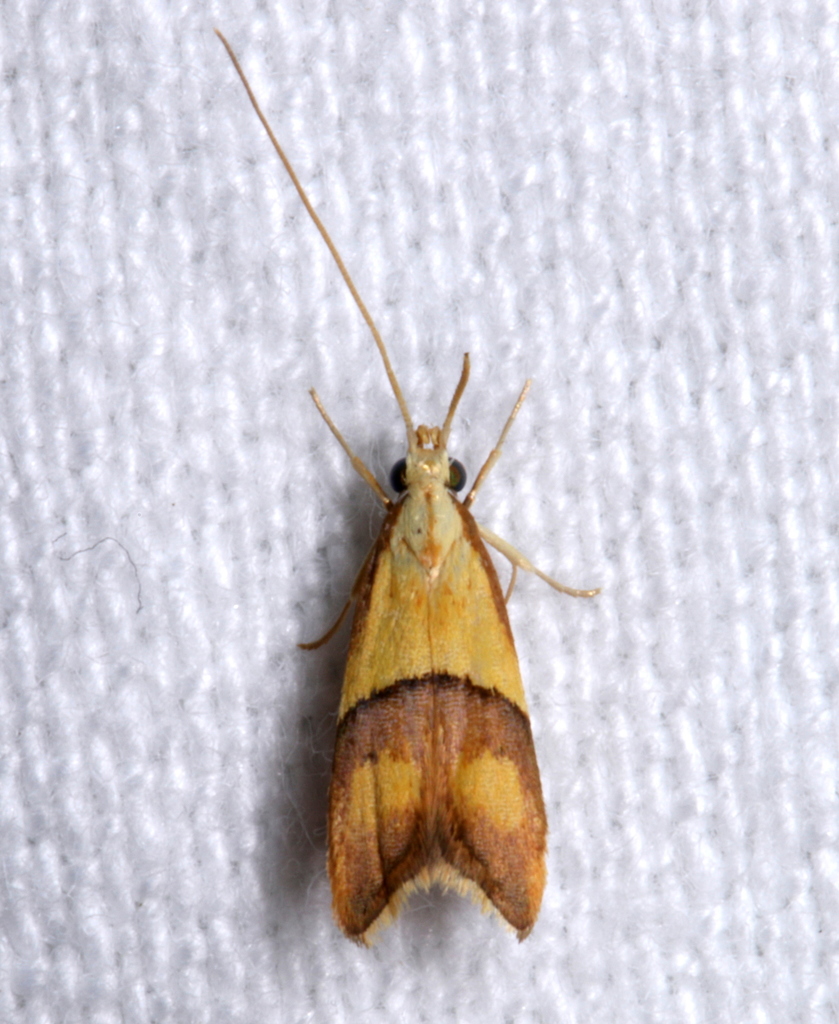 Crocanthinae
