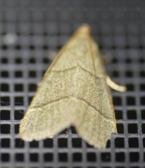 Hypsopygia nostralis