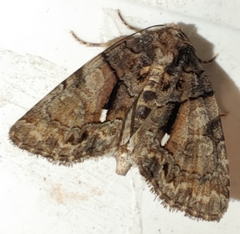 Chytonix palliatricula