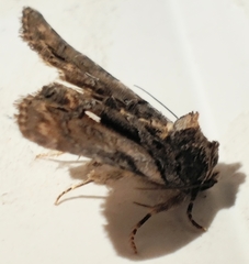 Chytonix palliatricula
