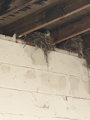 Passer domesticus