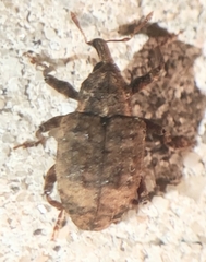 Conotrachelus seniculus