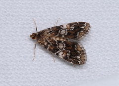 Elophila responsalis