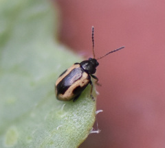 Phyllotreta striolata