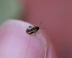 Phyllotreta striolata