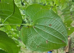 Dioscorea maciba image