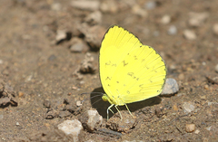 Eurema simulatrix