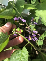 Solanum dulcamara