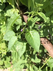 Solanum dulcamara