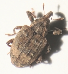 Conotrachelus seniculus