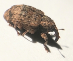 Conotrachelus seniculus