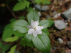 Lysimachia latifolia