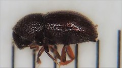 Coccotrypes dactyliperda