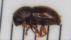 Coccotrypes dactyliperda