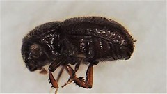 Coccotrypes dactyliperda